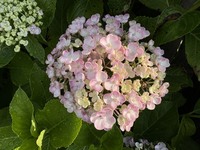 夏至前の最終準備